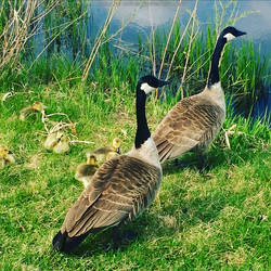 Goose Family