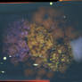 flower nebula
