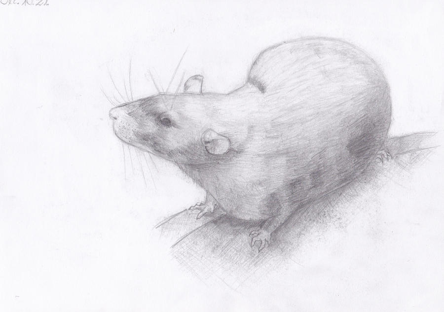 Drawed Rats Rat by Mocarro on DeviantArt