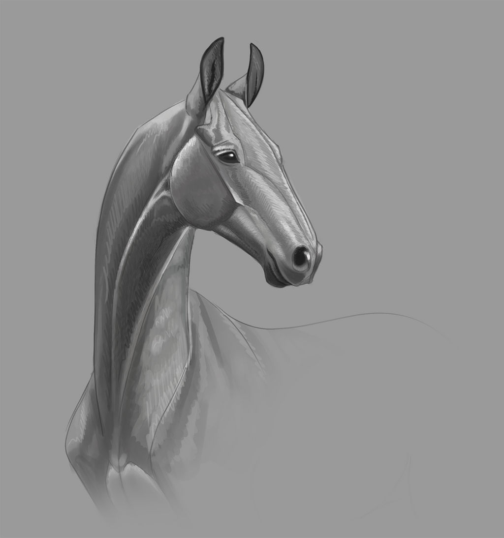 Akhal teke sketch