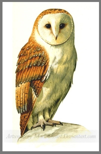 Barn owl