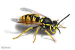 Wasp by markstewart