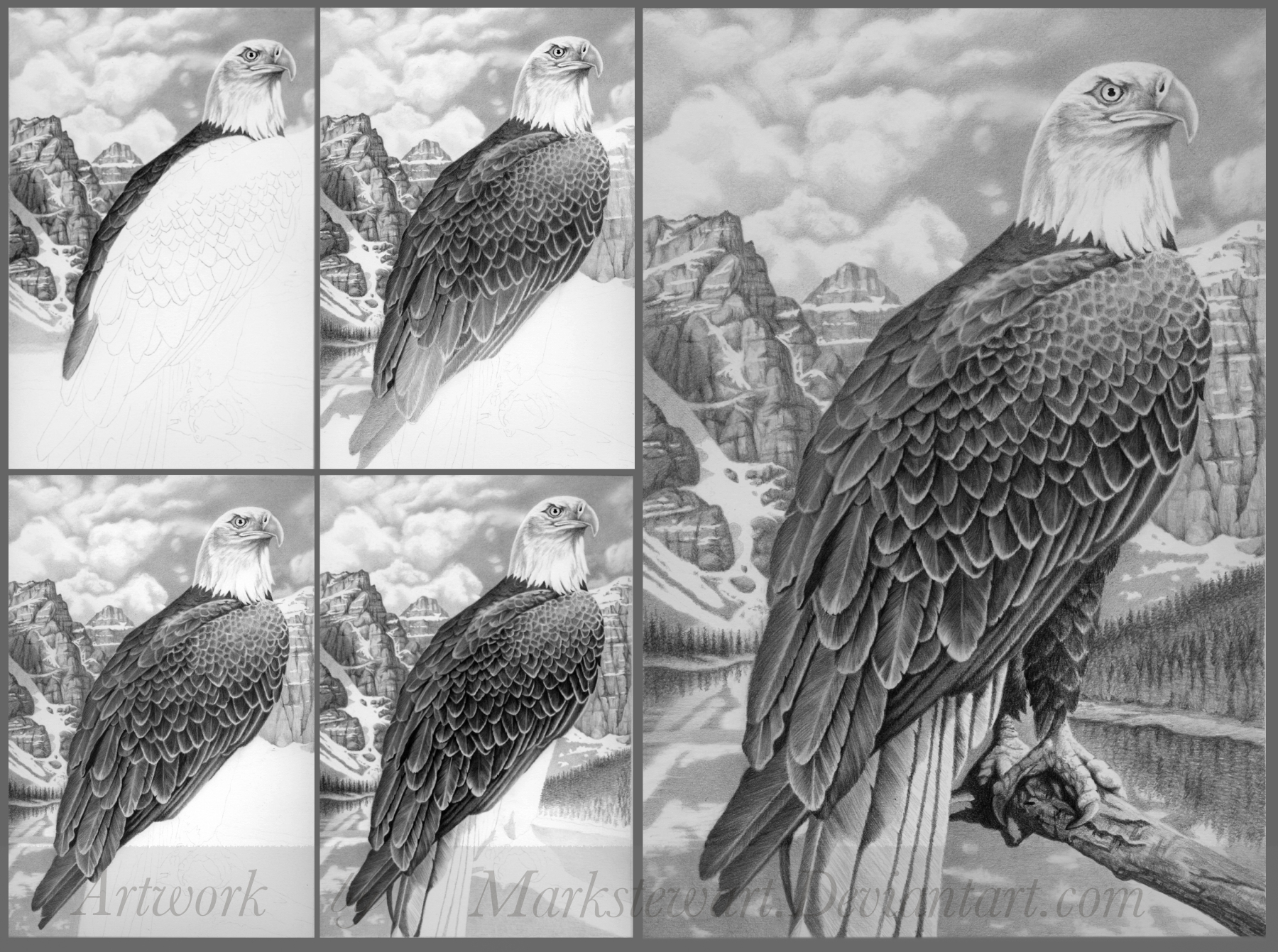 Bald Eagle stages