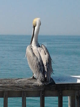 A Pelican