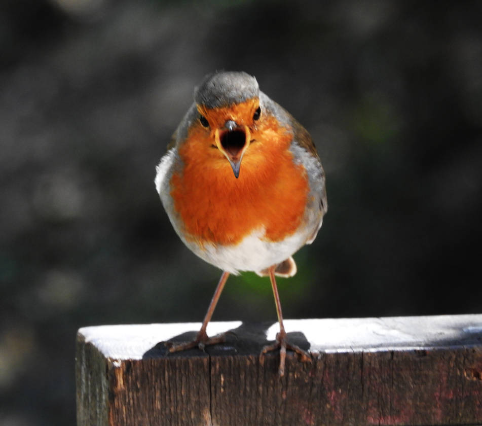 Singing Robin by ArteDeRiny on DeviantArt