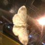 Moth on Windowphoto