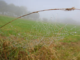 Hanging above the meadow2