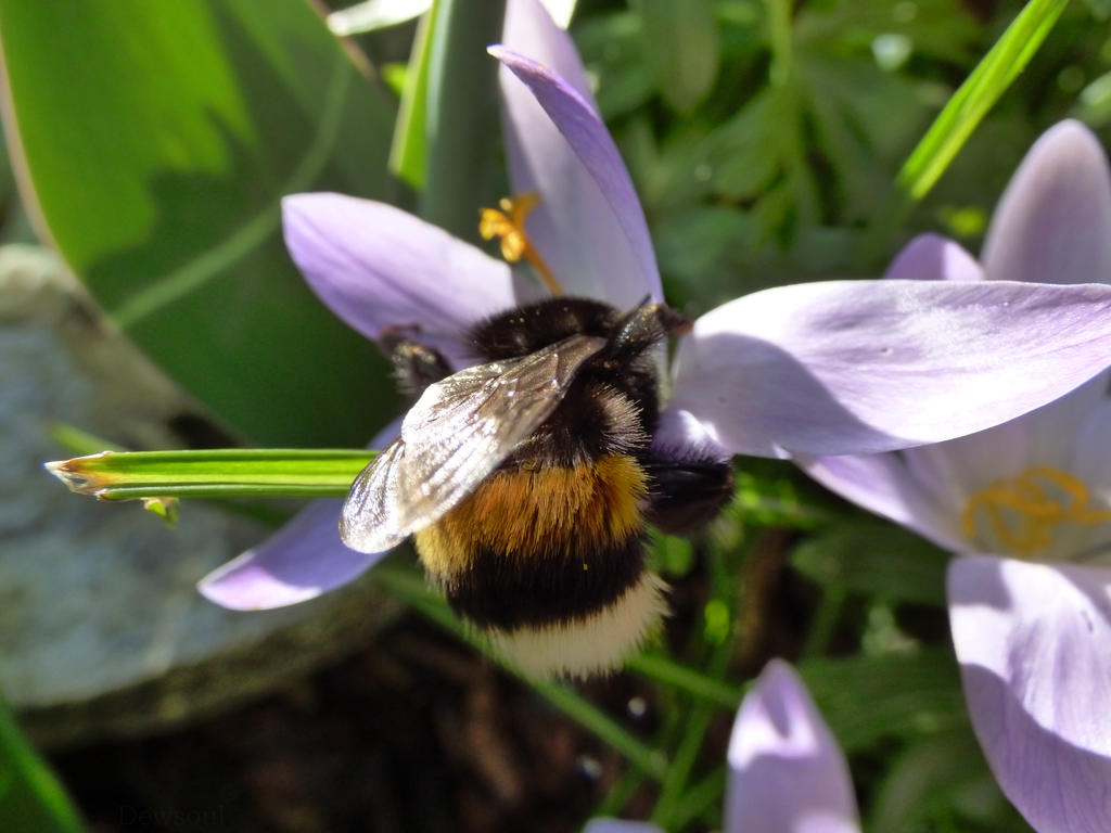 Fluffy Bumblebee by DewSoul on DeviantArt