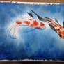 Butterfly koi carp 