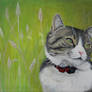 Muffie- Cat portrait