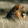 The Sovereign Of The Sunlit Grass