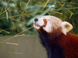 a sweet red panda