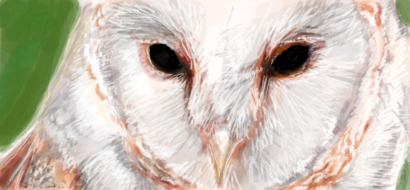 Barn Owl