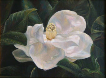 grandma's magnolia