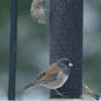 Junco and Gold Finches