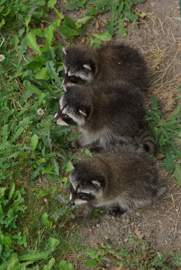 3 Baby Racoons Three Baby Racoons by MLStephenson on DeviantArt