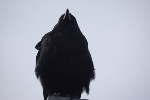 Blackbird looking down.