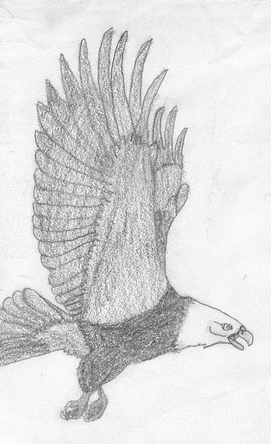 Eagle