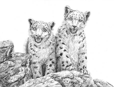 Small snow leopards