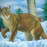 Snowy Cougar
