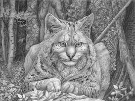 Sitting lynx's portrait