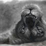 Lioness's Glance