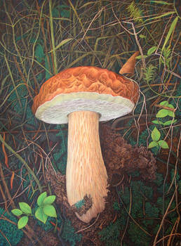 Boletus in the dark grass