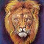 Old lion portrait 1st version