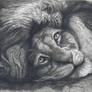 Dreaming Lion Portrait