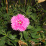 Pink Striated Flower