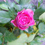 Magenta Rose