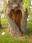 Love Tree NEW Serie Pic 8 by CosmiksquirelSTOCK