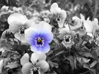 Pansy