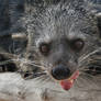 The Binturong