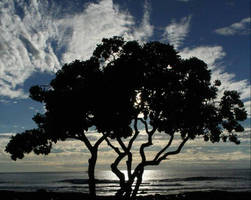 Sunset on a Wedding Tree