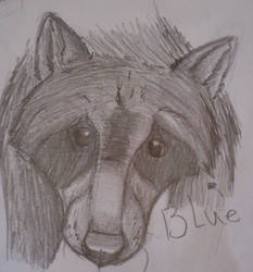 blue ze raccoon