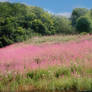 pink field