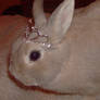 Tiara bunny