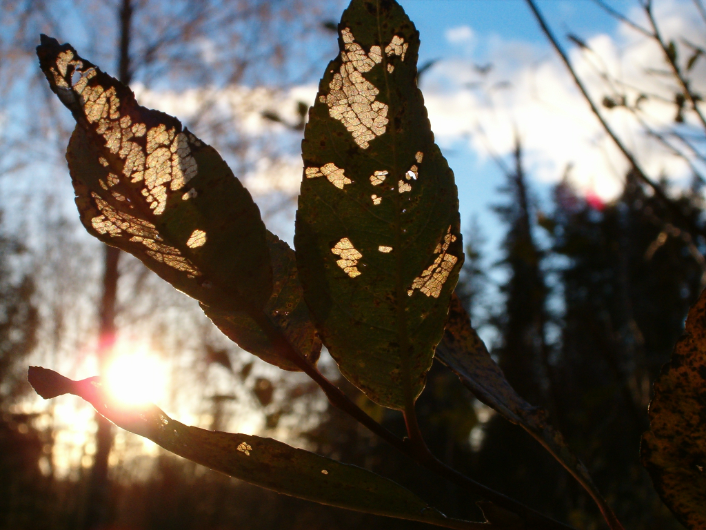 Leaves of autumn