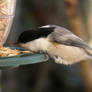 Willow Tit Stretching Away