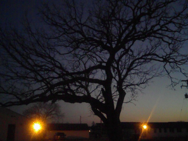 Tree at Dusk