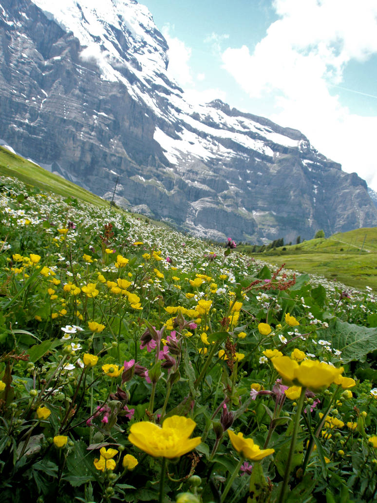 Wildflowers