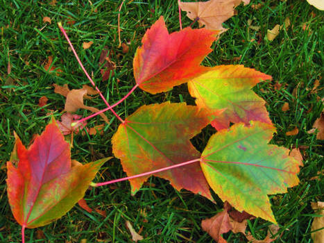 Rainbow leaves