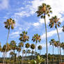 Palms Trees in the Sky