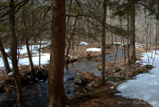 Tranquil stream