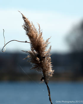 Reed (Closeup)