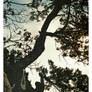 Garden of The Gods- Cedar Tree