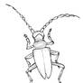 Capricorn Beetle