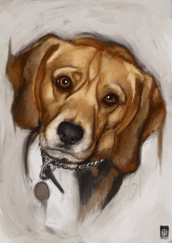 Portrait of Beagle