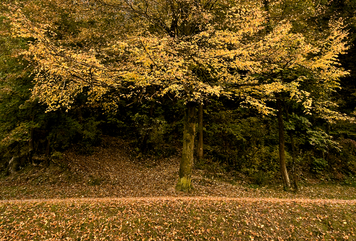 Autumn Cake